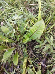 Taraxacum officinale