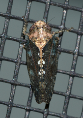 Excultanus excultus