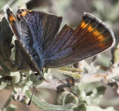 Plebejus fridayi