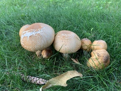 Agaricus augustus