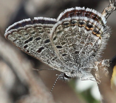 Icaricia shasta