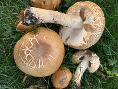 Agaricus augustus