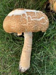 Agaricus augustus