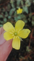 Tribulus cistoides