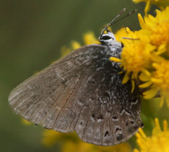 Satyrium behrii