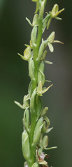 Platanthera tescamnis