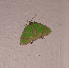Agathia hilarata