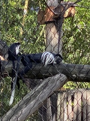 Colobus