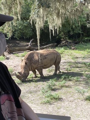 Rhinocerotidae