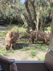 Rhinocerotidae