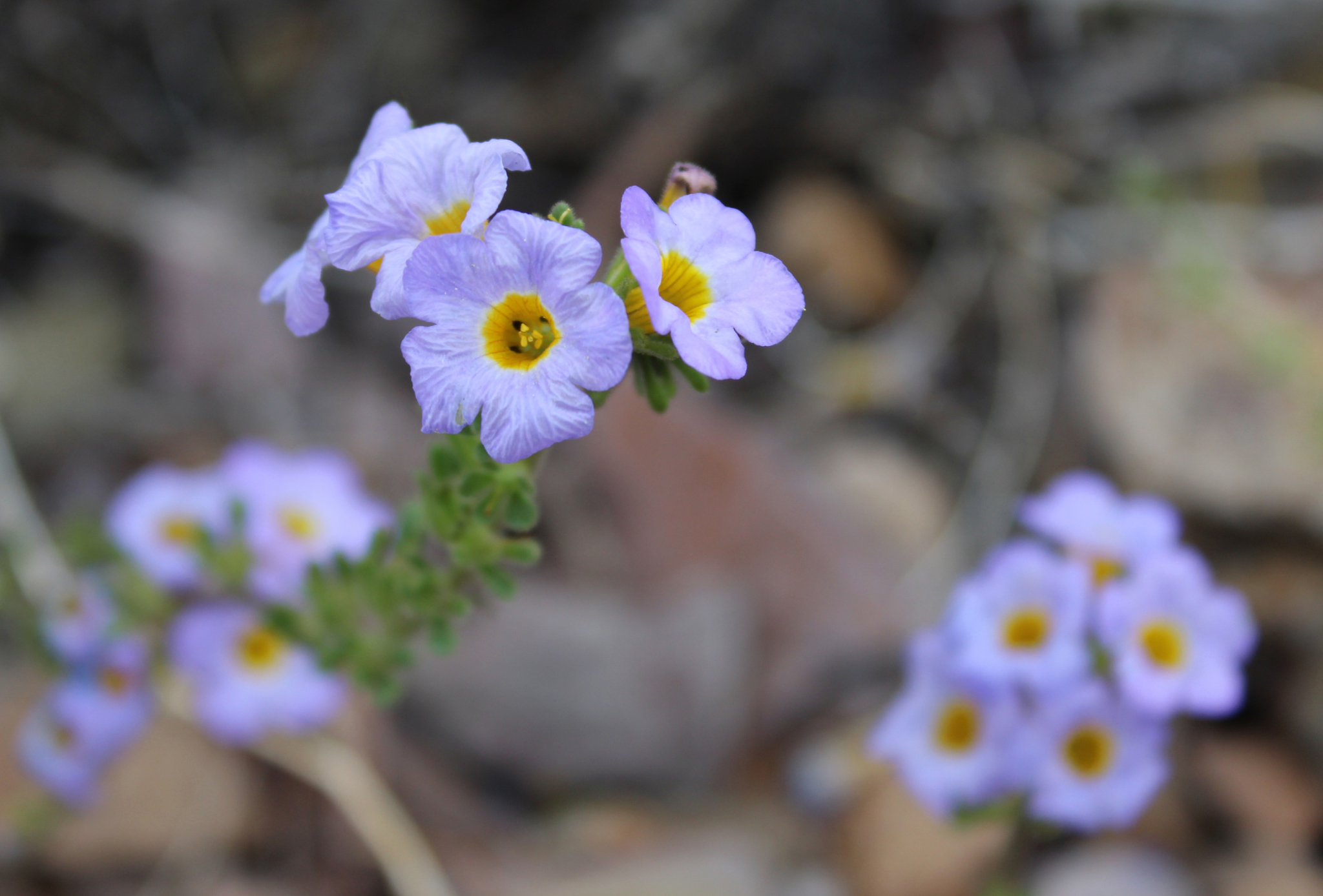 Phacelia fremontii
