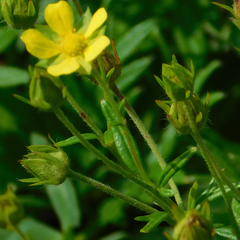 Potentilla multifida