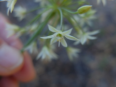 Allium campanulatum