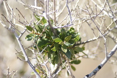 Tapinanthus
