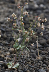 Eriogonum maculatum