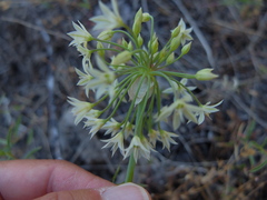 Allium campanulatum