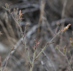 Cordylanthus kingii helleri