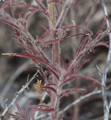 Cordylanthus kingii helleri