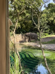 Elephantidae