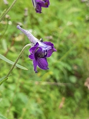 Delphinium subscandens