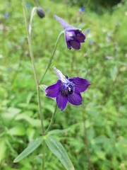 Delphinium subscandens