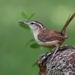 Carolina Wren - Photo no rights reserved, uploaded by Chrissy McClarren and Andy Reago