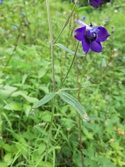 Delphinium subscandens
