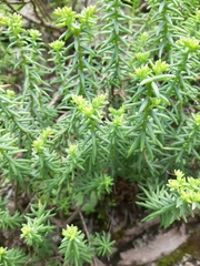 Sedum griseum