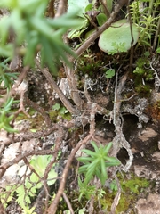 Sedum griseum