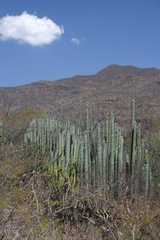 Pachycereus weberi