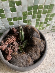 Cactaceae
