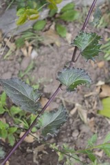 Pseudogynoxys benthamii