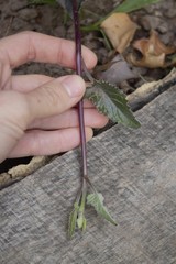 Pseudogynoxys benthamii