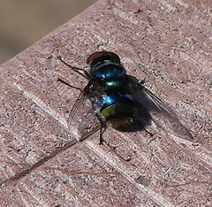 Chrysomya chloropyga