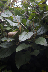 Pseudogynoxys benthamii