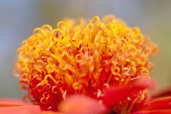 Pseudogynoxys benthamii