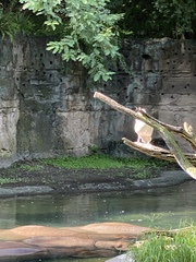 Pelecanidae