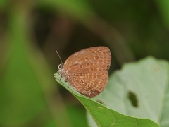 Arhopala centaurus