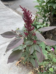 Amaranthaceae