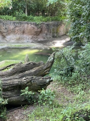Hippopotamus