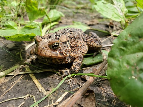 American Toad photographed in Iowa
