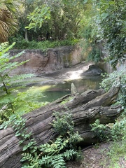 Hippopotamus