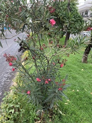 Nerium oleander