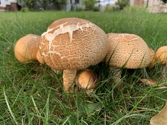 Agaricus augustus