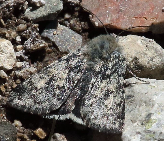 Anarta sierrae