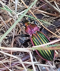 Carabus lineatus lateralis