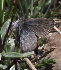 Glaucopsyche lygdamus