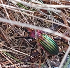 Carabus lineatus lateralis