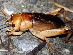 Tarbinskiellus portentosus