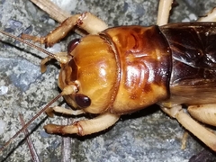 Tarbinskiellus portentosus